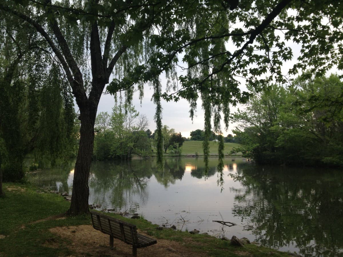 The Duck Pond
